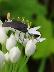 Zygaenidae