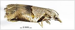 Harmologa amplexana