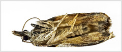 Harmologa amplexana