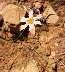 Moraea fenestrata