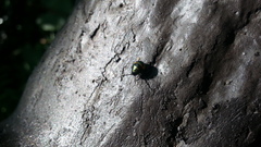 Chrysocoris fascialis