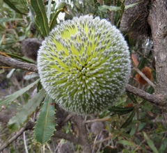 Banksia laevigata