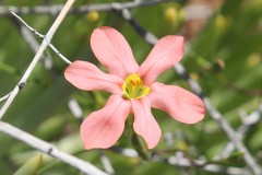 Moraea fenestrata