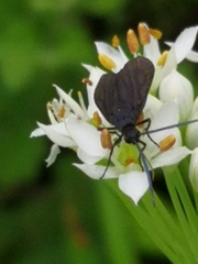 Zygaenidae