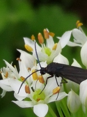 Zygaenidae