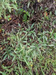 Ageratina riparia