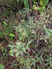 Ageratina riparia