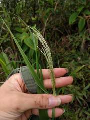 Digitaria insularis