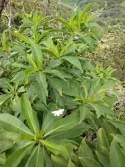 Scaevola gaudichaudiana