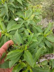 Scaevola gaudichaudiana