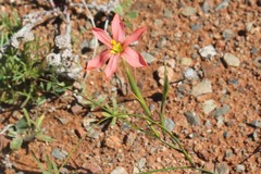 Moraea fenestrata