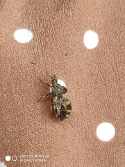 Centrocoris variegatus