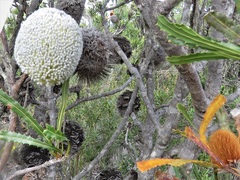 Banksia laevigata