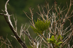 Korthalsella complanata