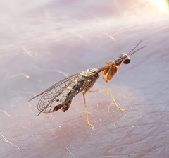 Austromantispa imbecilla