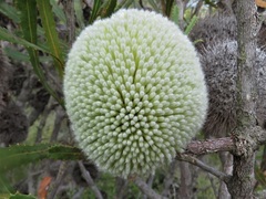 Banksia laevigata