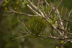 Korthalsella complanata