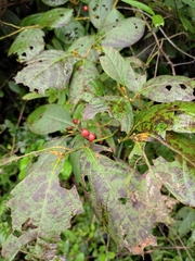 Lindera reflexa