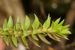 Phlegmariurus phyllanthus