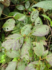 Lindera reflexa