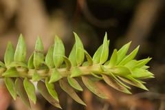 Phlegmariurus phyllanthus