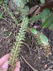 Phlegmariurus phyllanthus