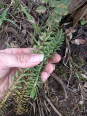 Phlegmariurus phyllanthus