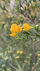 Pultenaea flexilis