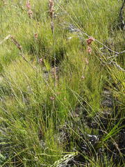 Rhodocoma fruticosa