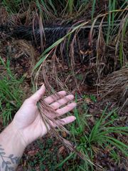 Themeda villosa