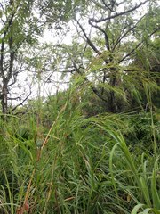 Themeda villosa