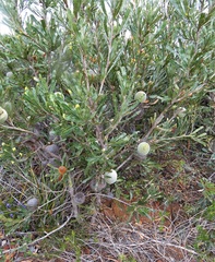 Banksia laevigata