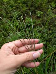 Digitaria violascens