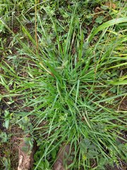 Digitaria violascens