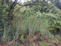Themeda villosa