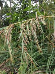 Themeda villosa