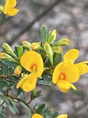 Pultenaea flexilis