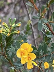 Pultenaea flexilis
