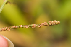 Paspalum scrobiculatum