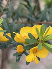 Pultenaea flexilis