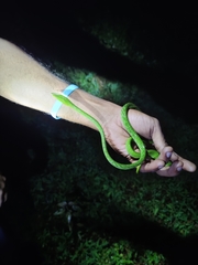 Ahaetulla farnsworthi