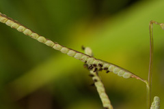 Paspalum scrobiculatum