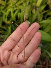 Paspalum scrobiculatum