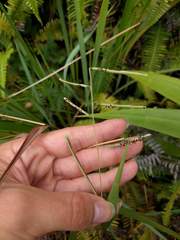 Paspalum scrobiculatum
