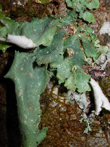 Pseudocyphellaria rainierensis image