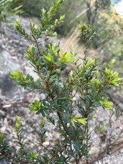 Pultenaea flexilis