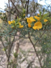 Pultenaea flexilis