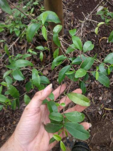 Maile (Alyxia stellata)