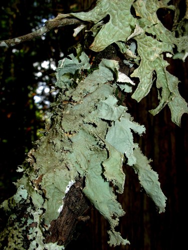 Pseudocyphellaria rainierensis image