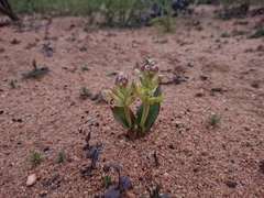 Lachenalia marginata
